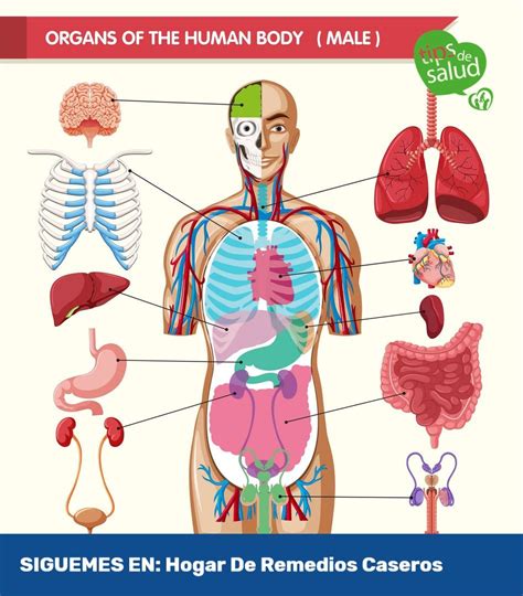 Body Map with Organs